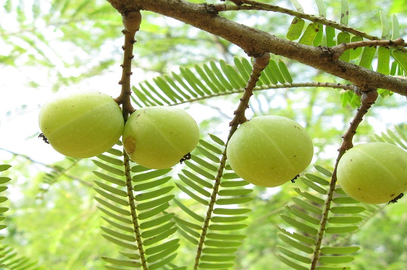 <p>Amalaki consists of pericarp of dried mature fruits of Emblica officinalis Gaertn.</p>
                <p><b>Latin Name</b>-Phyllanthus emblica Linn.</p>
                <p><b>Hindi:</b> Amla, Aonla
                <p><b>Marathi:</b> Anvala, Avalkathi
                <p>Mostly collected in winter season after ripening and in Kashmir in summer, a small or medium sized tree, found both in natural state in mixed deciduous forests of the country ascending to 1300 m on hills; cultivated in gardens, homeyards or grown as a road side tree.<p>
                <b>Useful part</b>- Dried fruit